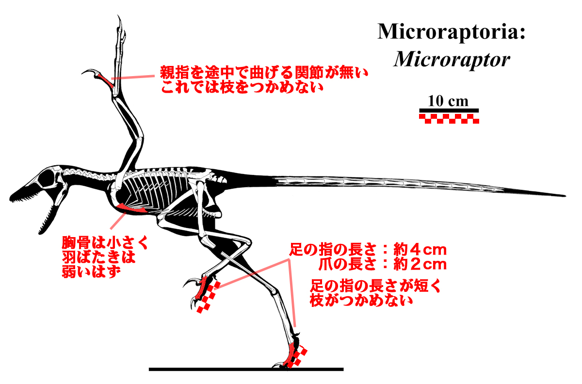Microraptor_gui骨格復元図より。その１
