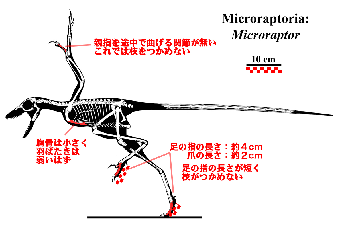 Microraptor_guii}B̂P