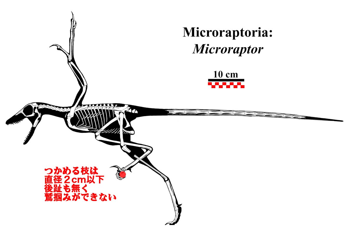 Microraptor_guii}B̂Q