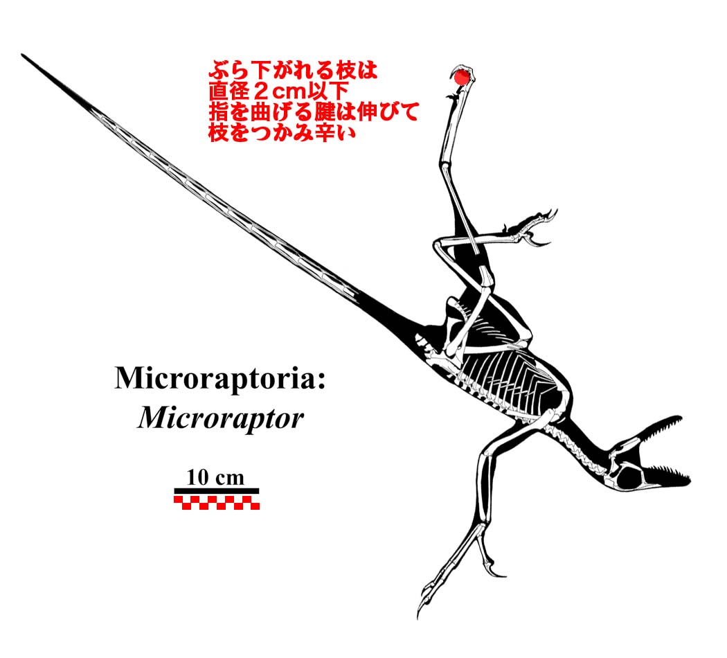 Microraptor_gui骨格復元図より。その３