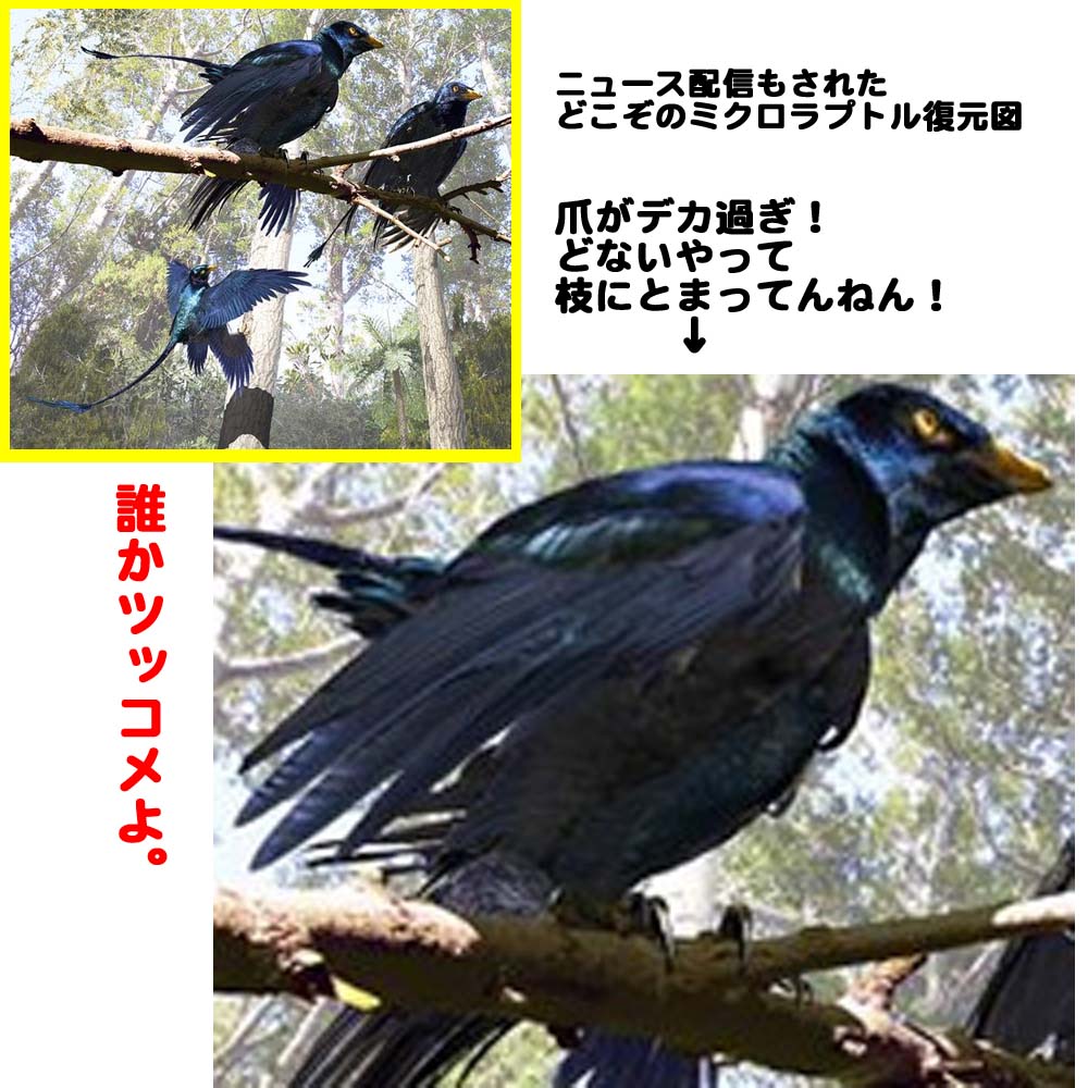 Microraptor_guiニュース映像の復元図