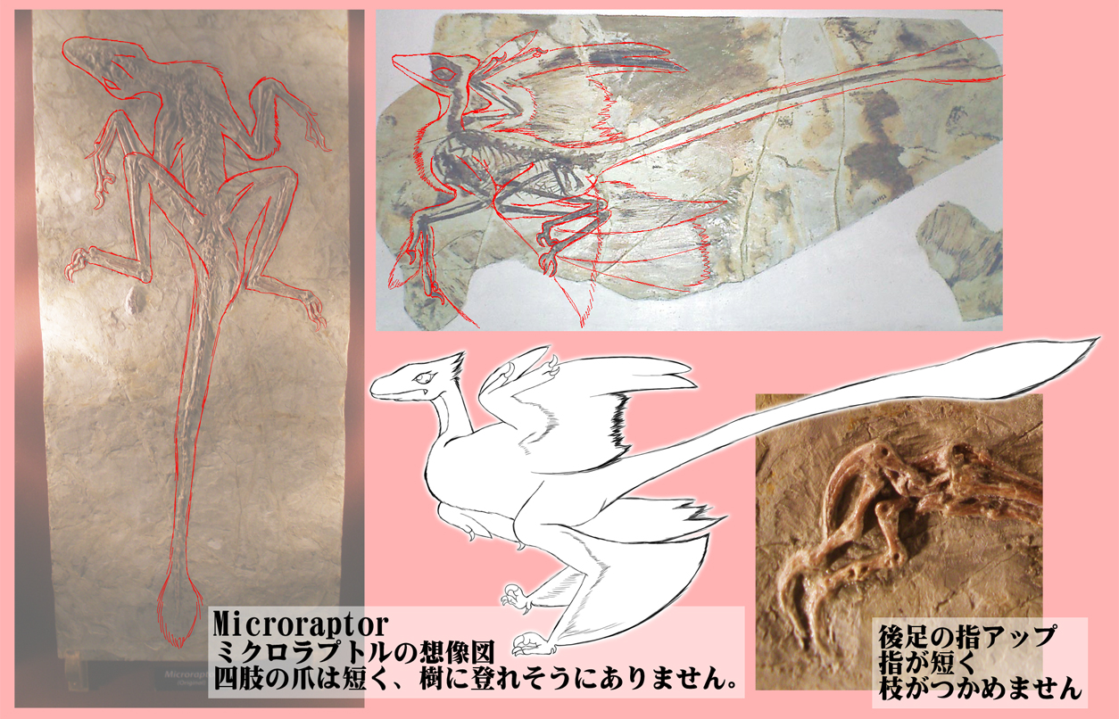 Microraptorの想像図