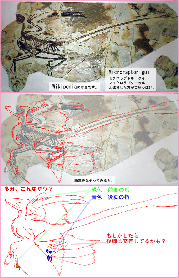 Microraptor_guiの化石