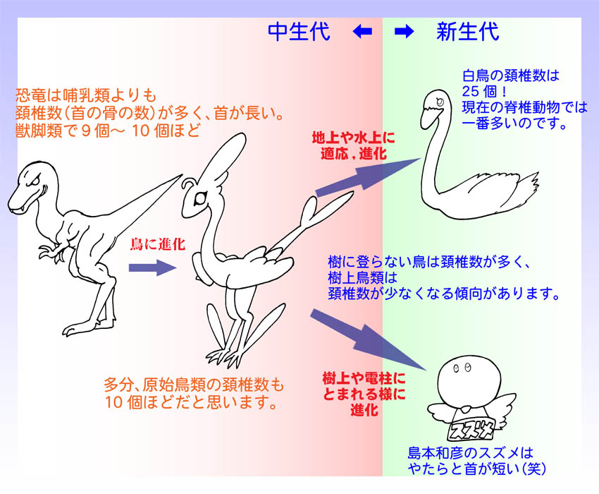 恐竜と鳥の首